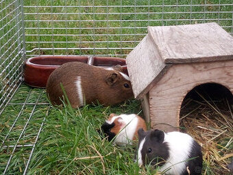 Prodám mláďata Morčat ( Morče Domácí )