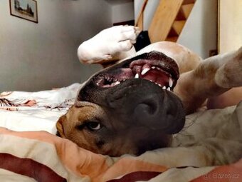 Amstaff v top kondici ke kryti