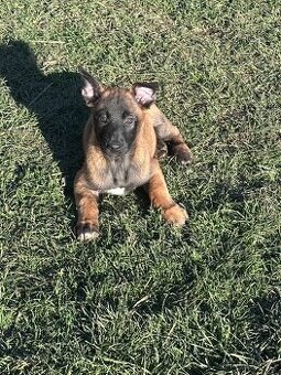 Belgický ovčák - malinois s PP