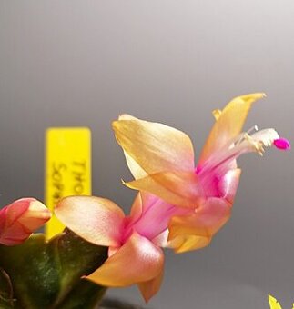 Schlumbergera - Vánoční kaktus: Thor Sophia (řízek)