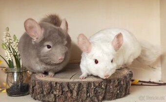 Činčila- dva samečci