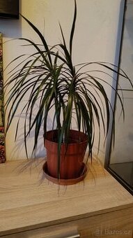 Pokojová rostlina Dracéna