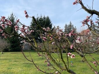 brigáda, práce na zahradě, a kolem domu, dlouhodobě