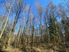 Lesní pozemek Borovnička