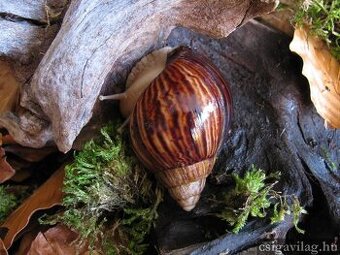 Lissachatina immaculata immaculata