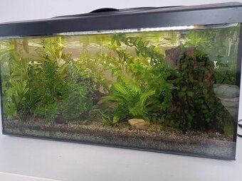 Zajeté akvárium 60l