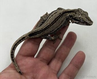 Pagekon hrbolkohlavý - Rhacodactylus auriculatus