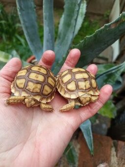 Želva ostruhatá, Geochelone Sulcata, mláďata - 1