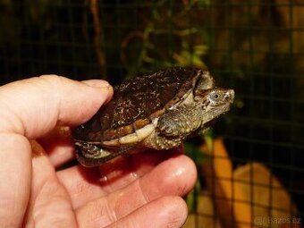 Kajmanka dravá (Chelydra serpentina) - 1