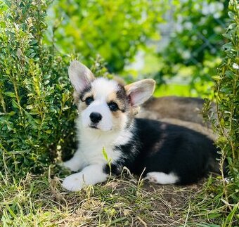 Welsh corgi pembroke s PP (FCI)