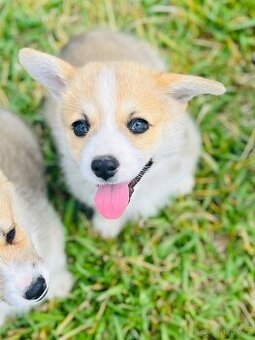 Welsh corgi pembroke s PP (FCI)