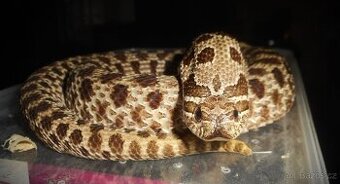 Heterodon - 1