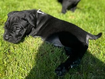 Cane Corso – kluci s PP hledají domov - 1
