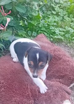 Prodám štěňátko fenečku jack russel teriera