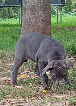 Cane Corso