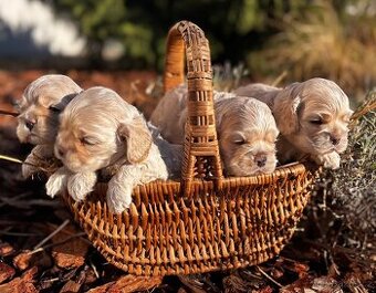 Americký kokršpaněl s PP