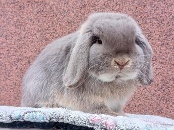 ★ Chovný MiniLop Sameček ★