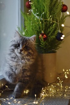 Sibiřská kočka s PP - 1