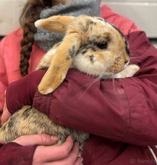 Zakrslý králíček beránek