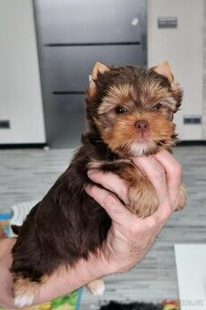 Jorkšírský teriér Čoko