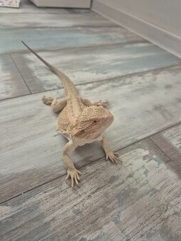 Agama vousatá - sameček