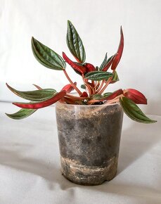 Peperomia caperata Rosso, pepřinec - 1