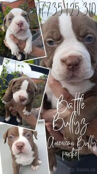 American Bully pocket TOP krevní linie