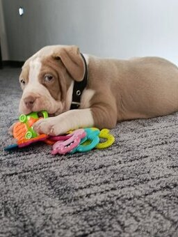 American Bully pocket TOP krevní linie