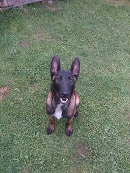 BELGICKÝ OVČÁK MALINOIS bez PP