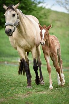Lusitano hřebec PSL narozen 13.4. 2025