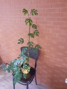 Monstera minima - 1