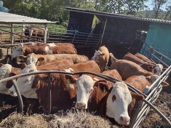 Jalovice homozygotně bezrohé