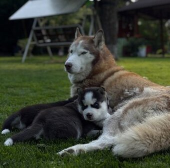 SIBIŘSKÝ HUSKY