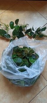 Akvarijní rostliny
