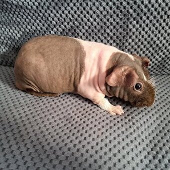 Skinny morče samec