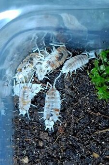 Porcellionides pruinosus "red koi" 20(+)