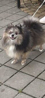 Pomeranian pejsek bez PP