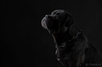 Hledáme štěňátko (samečka) chceme dobrého hlídače