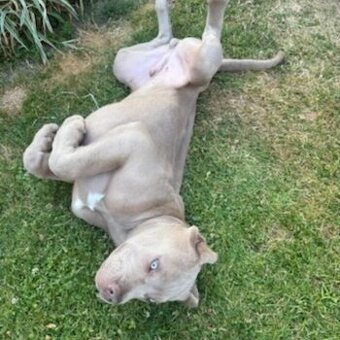 Hledáme štěňátko (samečka) chceme dobrého hlídače