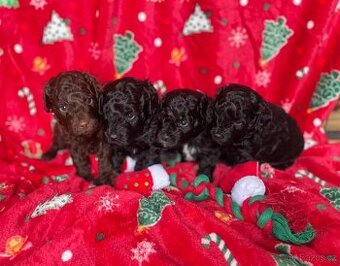 Pudl trpasličí štěňata