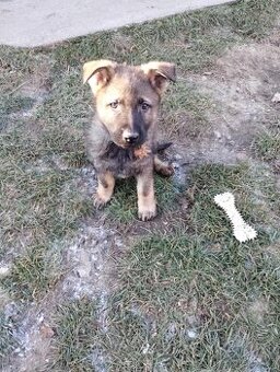 Německý ovčák - 1