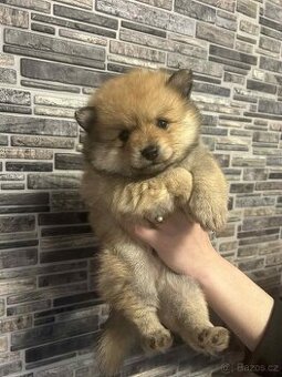 Pomerian,Pomeranian,Pomík -Mini BOO