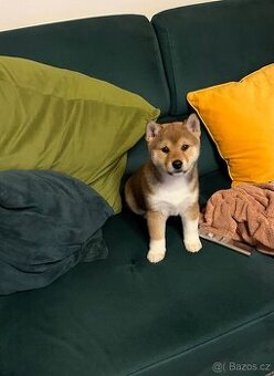 Shiba Inú s PP Fci