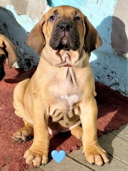 Brazilská fila s PP