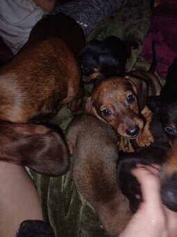 Jezevčík hladkosrtý