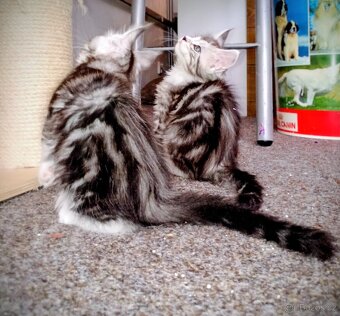 Mainská mývalí koťátka s PP