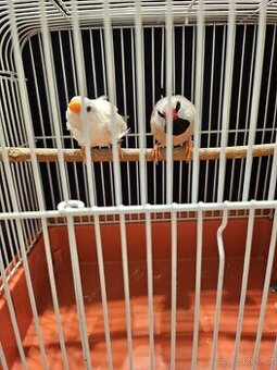 Pásovník dlouhoocasý