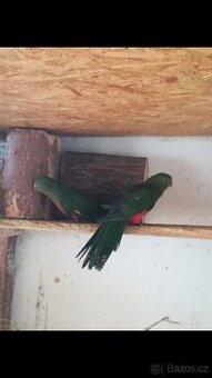 Prodám papoušky kralovske