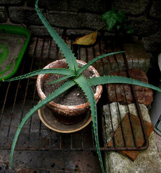 Aloe vera – léčivá rostlina, nenáročná pokojovka
