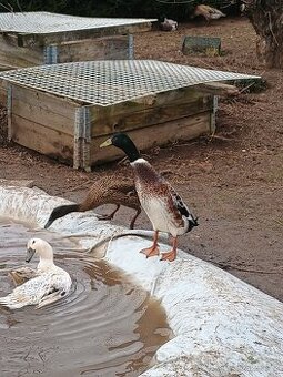 Prodám kačery ind.bežce